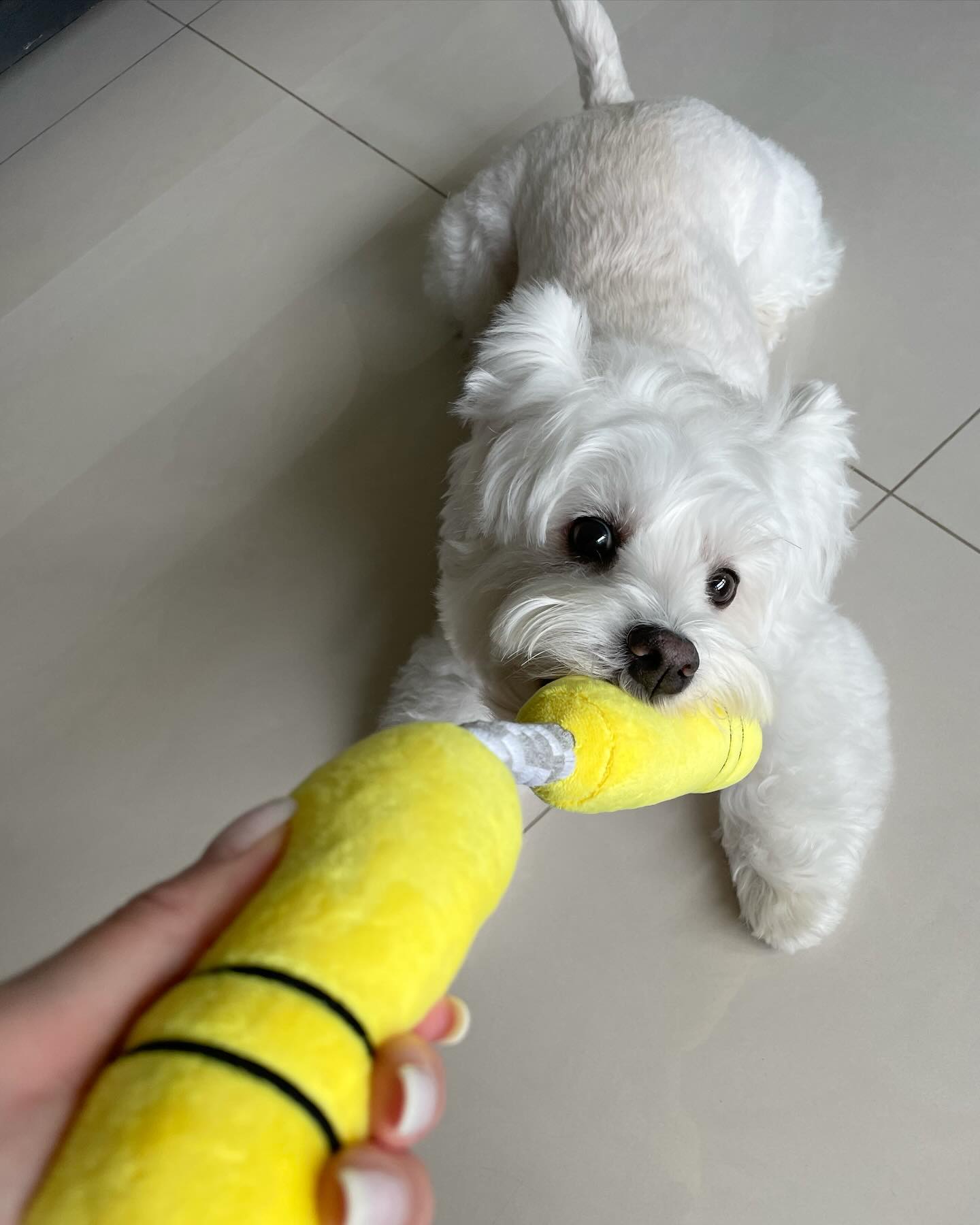 NUNCHUCKS TUG ROPE INTERACTIVE TOY