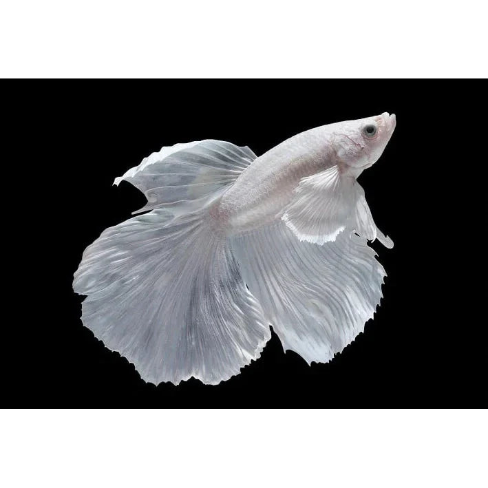 White Halfmoon Betta (Male)