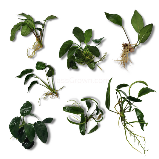 Mystery Anubias