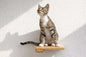 Cat Climbing Shelf