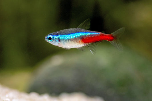 Neon Tetra (PACK OF 6)