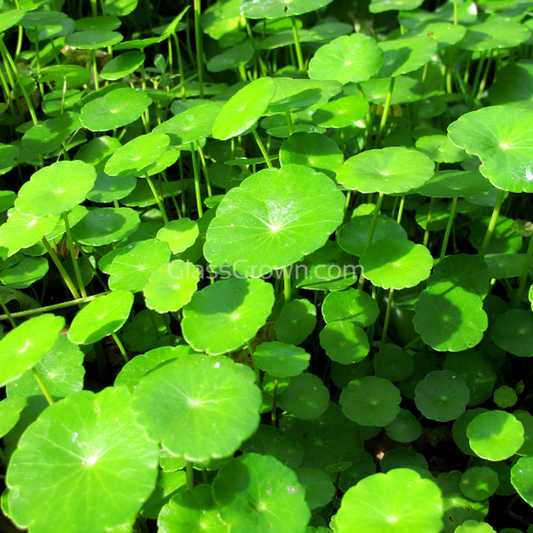 Brazilian Pennywort
