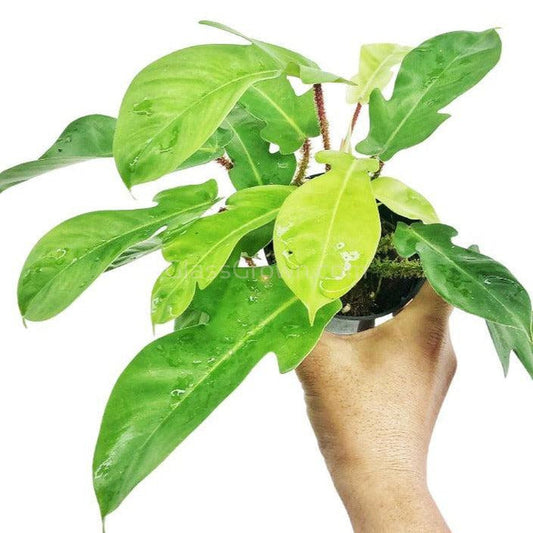 Philodendron Squamiferum RARE Stems of Pots