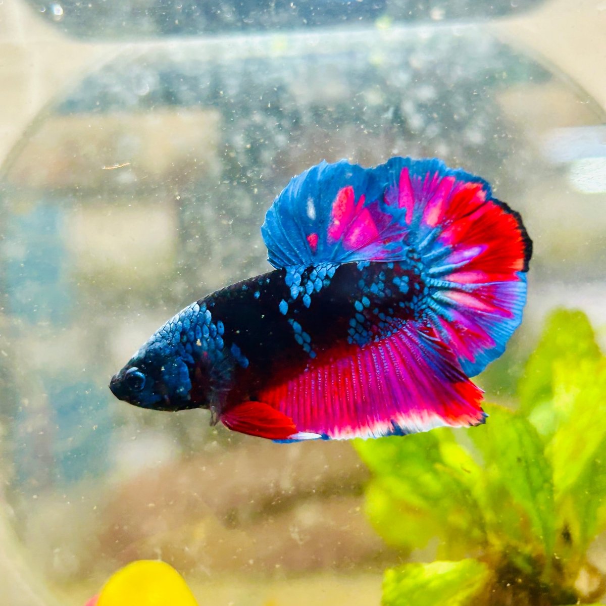 Plakat Avatar Nebula - Male Betta