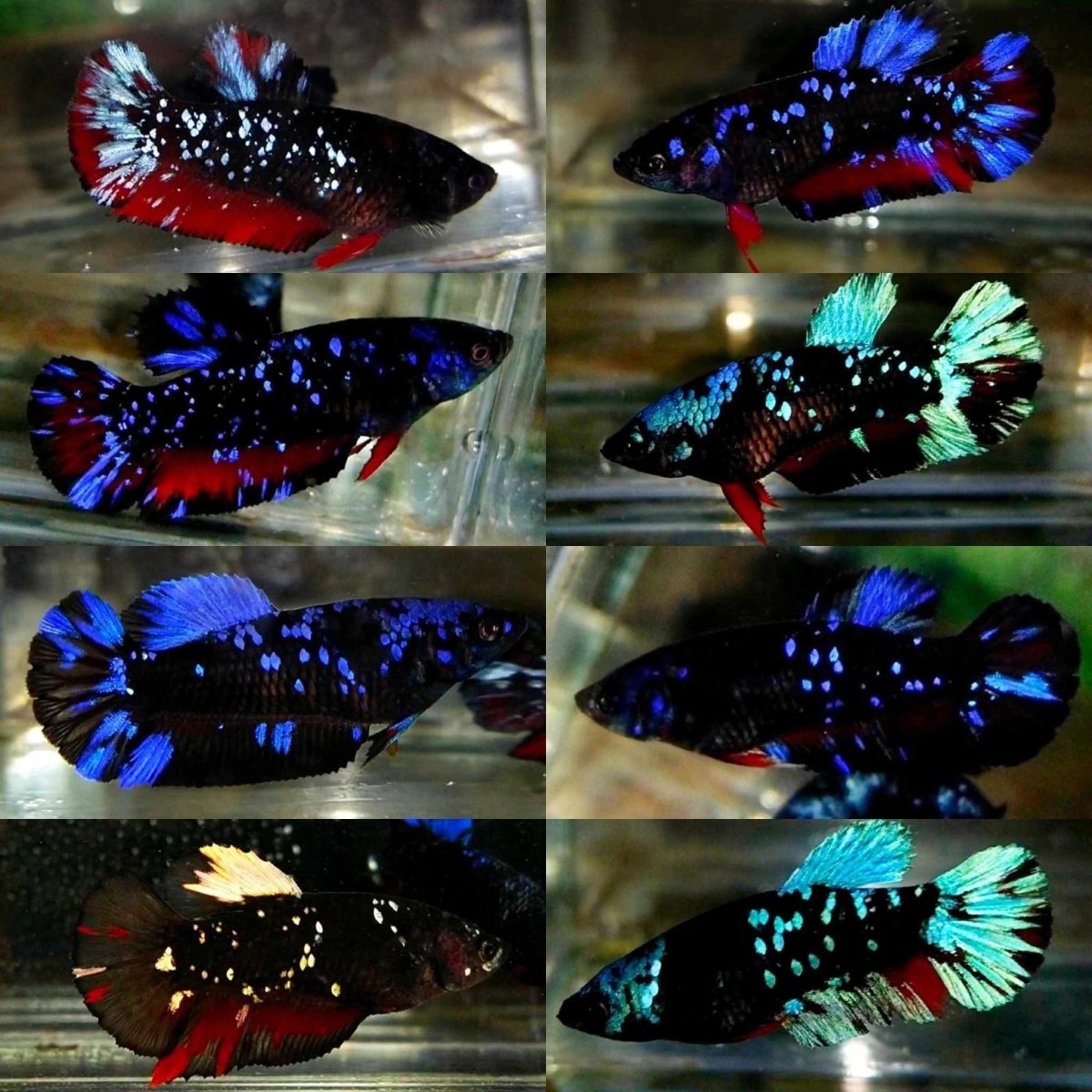 Plakat Avatar Galaxy | Female Betta