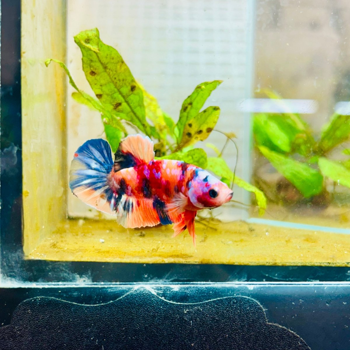 Plakat Multicolor Koi - Male Betta