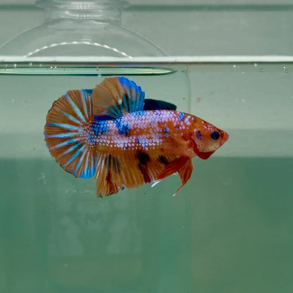Plakat Multicolor Koi - Male Betta