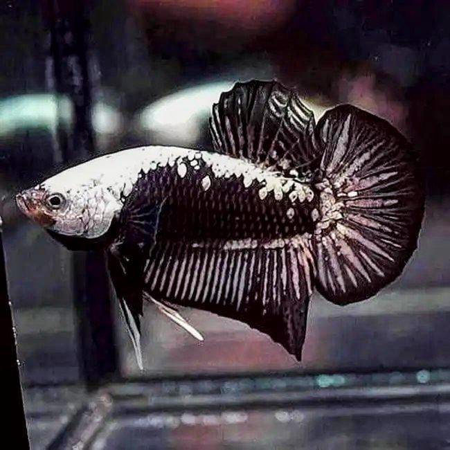 Betta Black Samurai (Male)