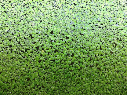 Duckweed "Lemma Minor"