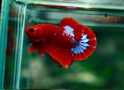 Hellboy Betta (Male)