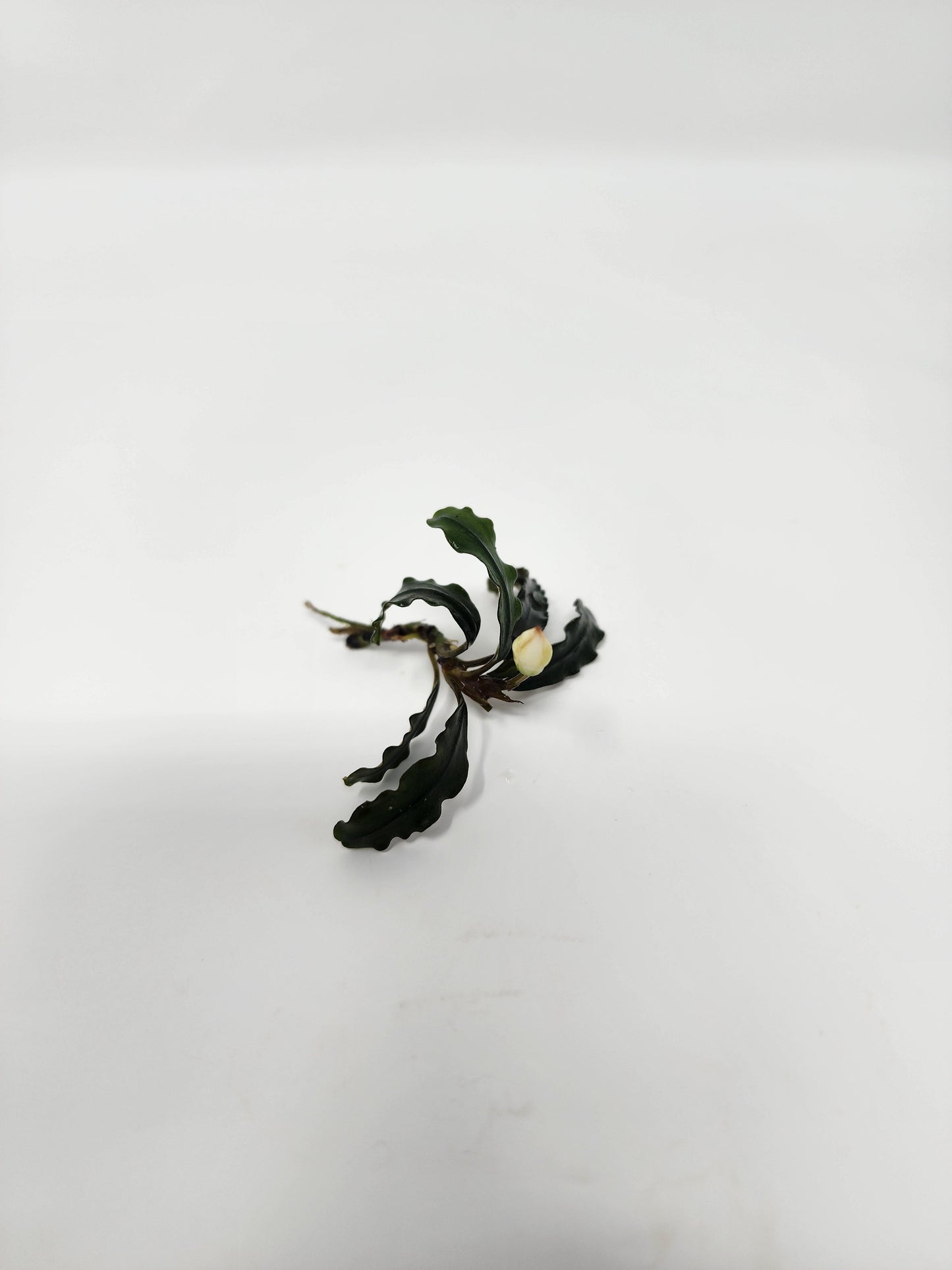 Bucephalandra Mix (Pack of 5)