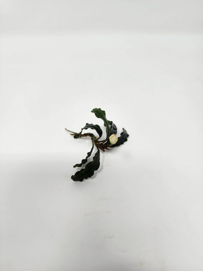 Bucephalandra Velvet