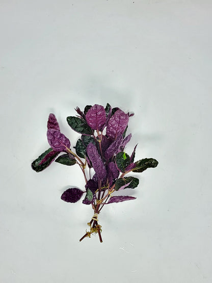 Hemigraphis Exotica | Purple Waffle