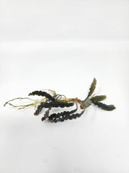 Bucephalandra Godzilla