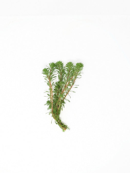 Dwarf Red Parrot's Feather