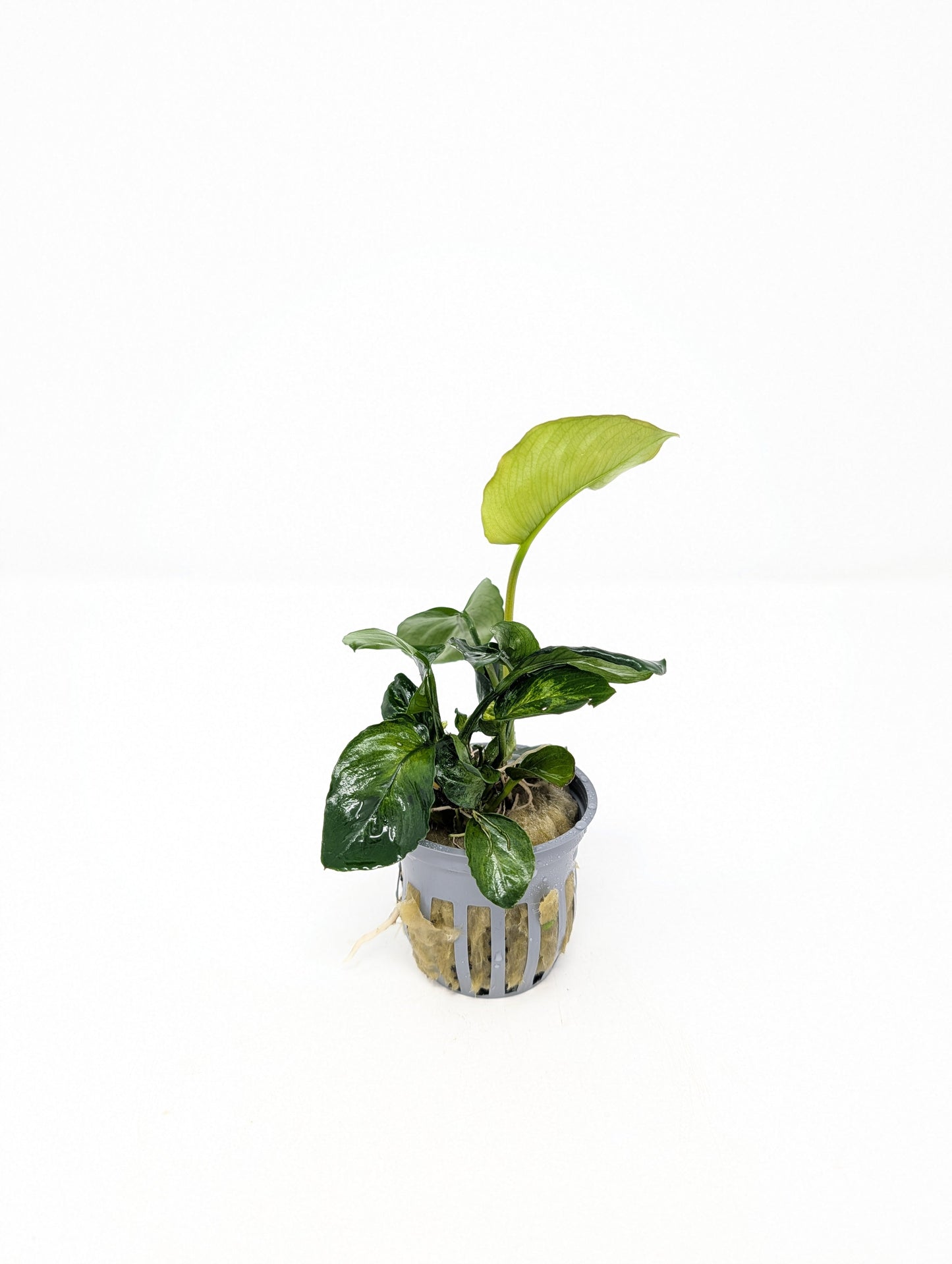 Anubias Barteri