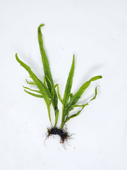 Trident Java Fern