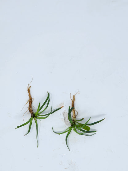 Eriocaulon Vietnam