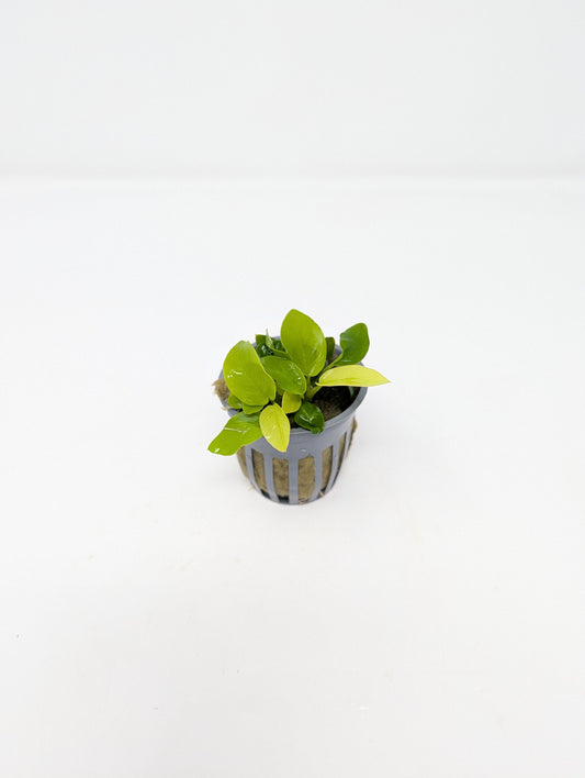 Anubias Nana Golden