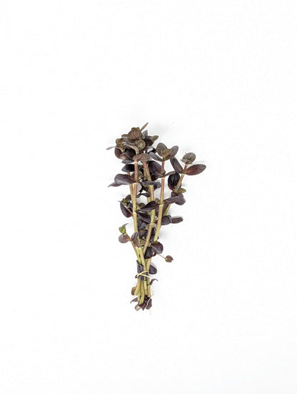 Bacopa salzmannii 'Purple'