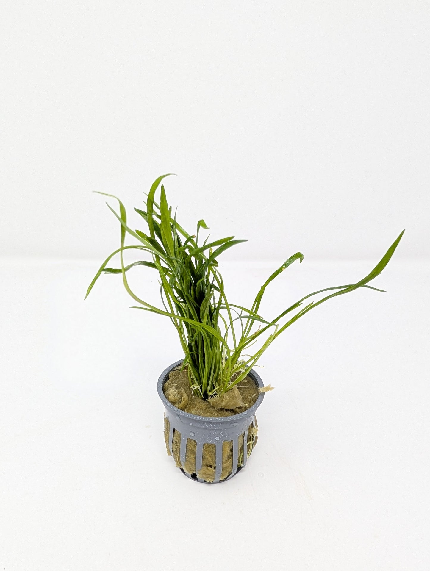 Micro Sword | Liliaeopsis Brasiliensis