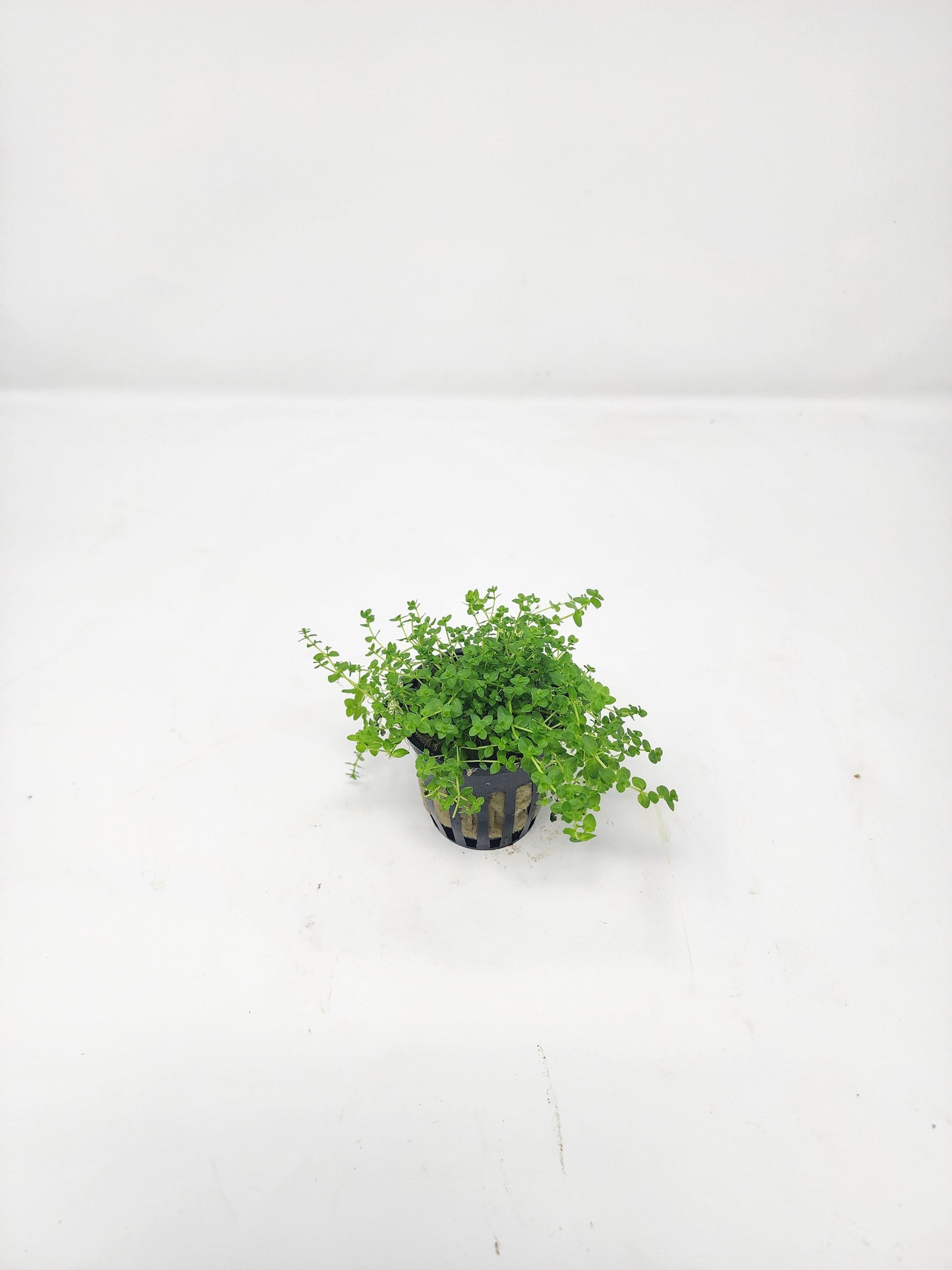 Pearlweed | Micranthemum Micranthemoides