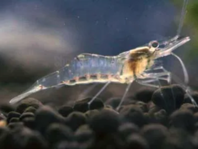 Ghost Shrimp (Pack of 25)