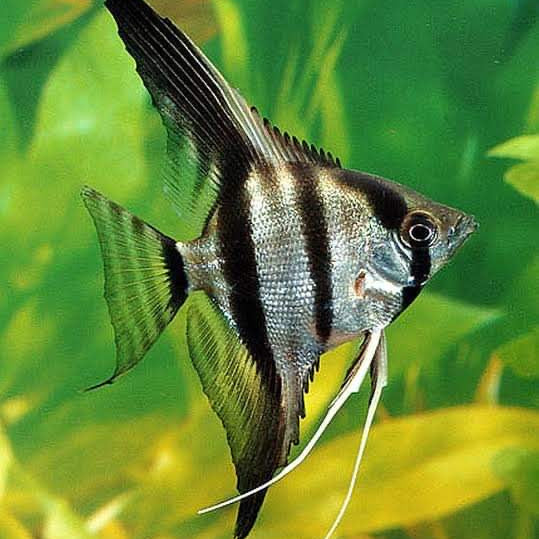Silver Angelfish ( Pterophyllum scalare) MEDIUM