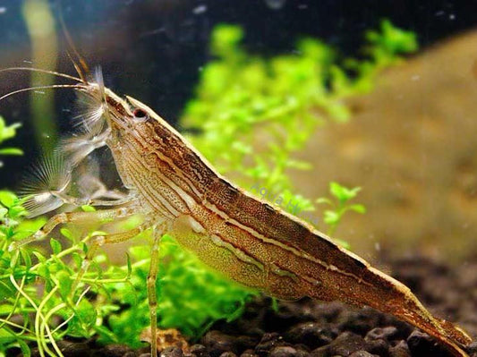 Bamboo shrimp (Atyopsis moluccensis)