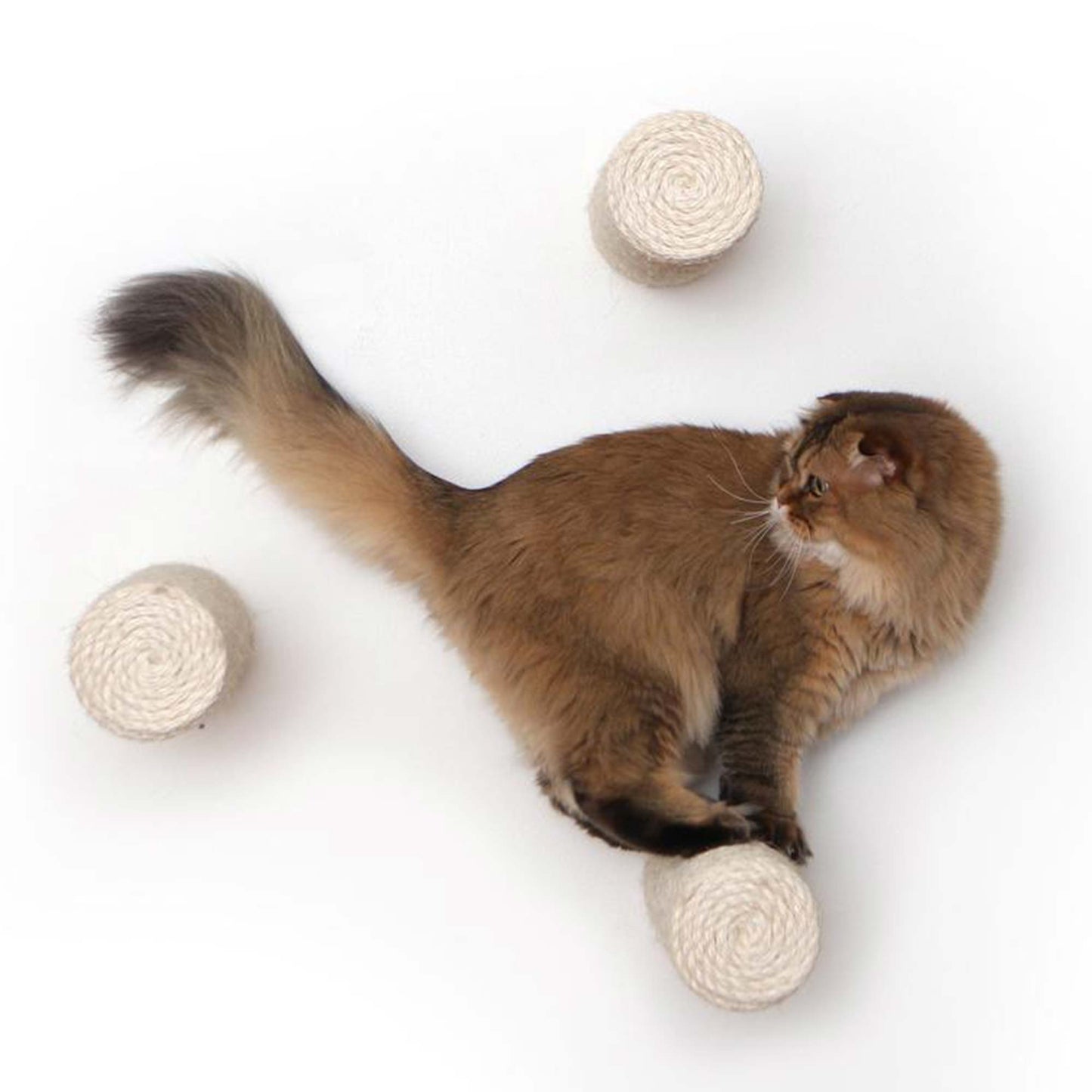 Floating Cat Step for Wall