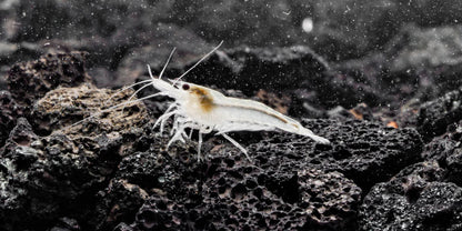 Snow Ball Shrimp
