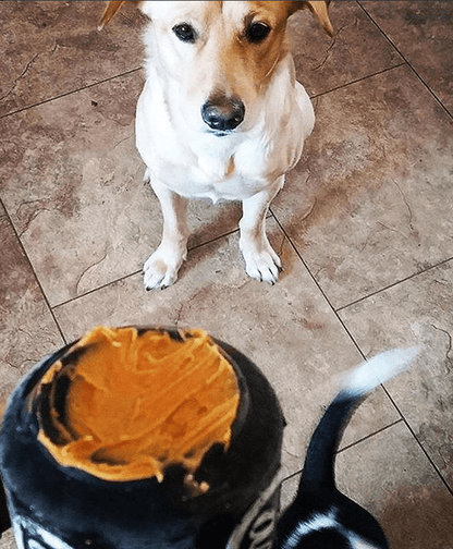 Bottle Top Flyer Rubber Frisbee for Dogs | Orange | Vet Approved | USA Made