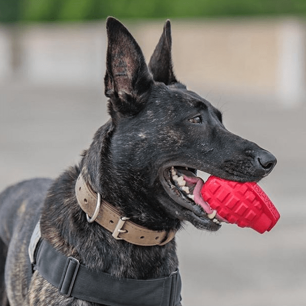 USA-K9 Grenade Rubber Dog Chew Toy | K9 Handler Reward Toy | Red & Blue | USA Made