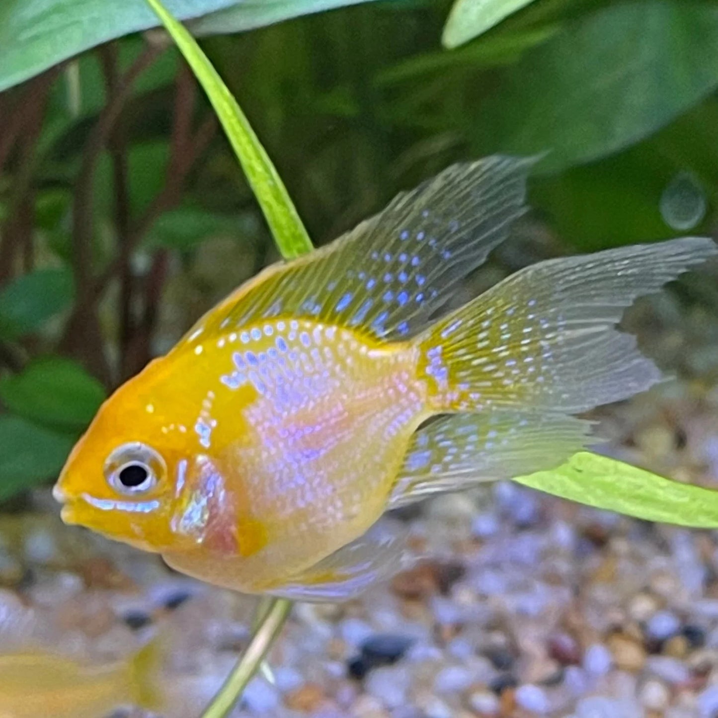 Gold Balloon Ram (Mikrogeophagus ramirezi)