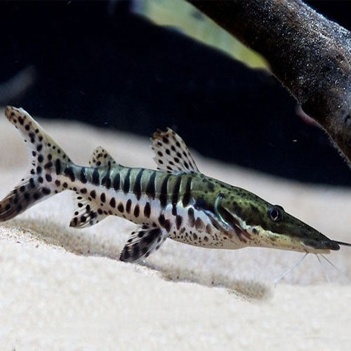 Tiger Shovelnose Catfish