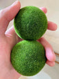 Sample Marimo Moss Balls For Aquarium Multiple Size - Kokedama Japanese Algae Ball