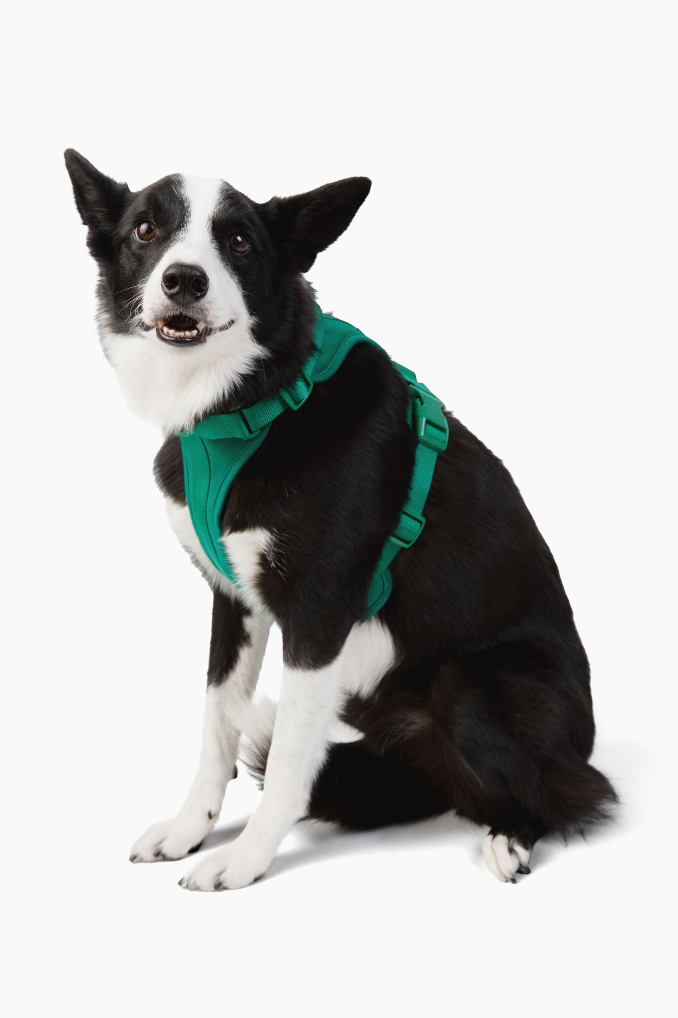 Harness
