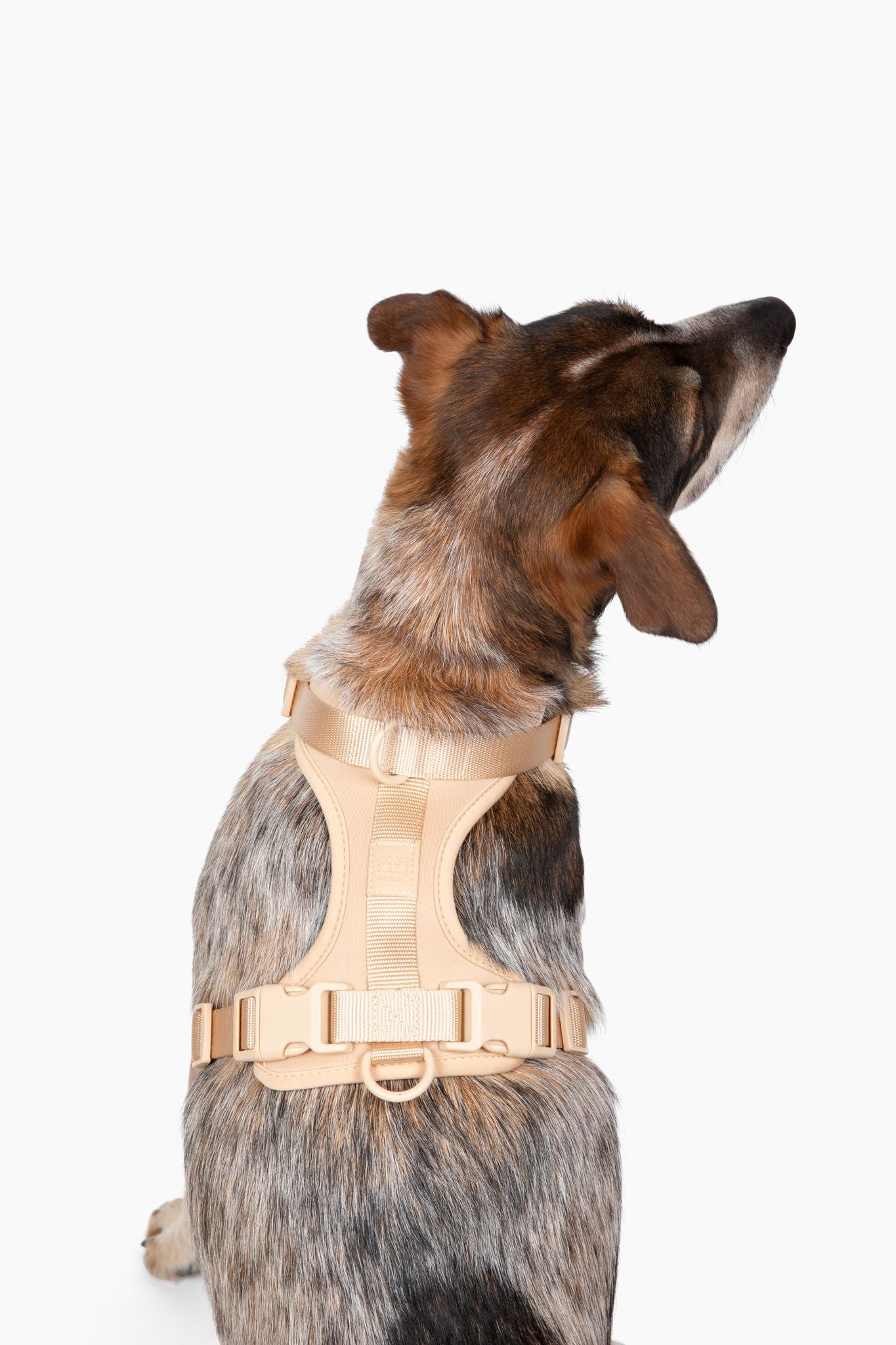 Harness